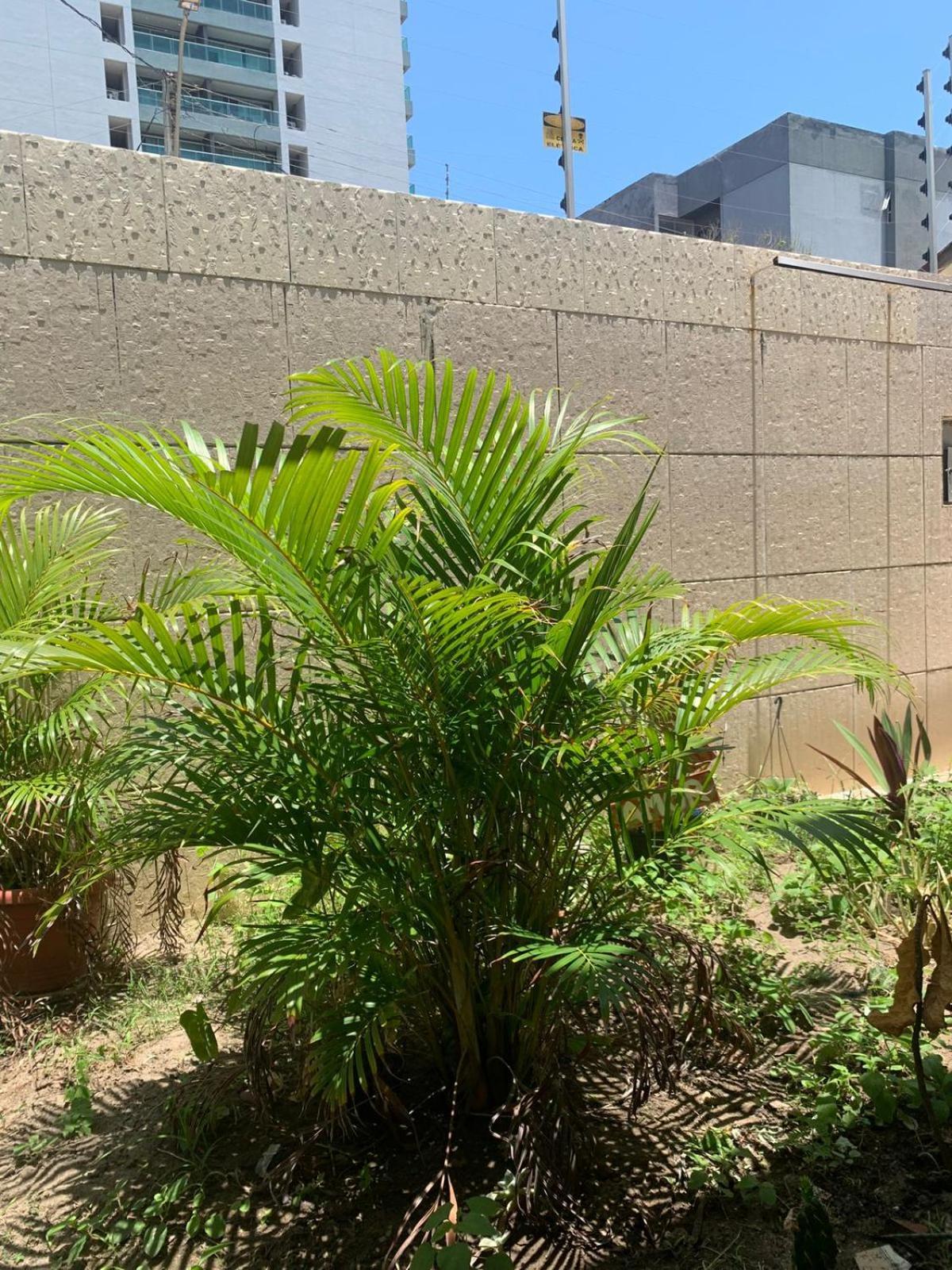 Capim Rosa Cha Apartment